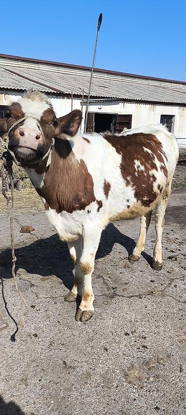 Коровы, быки: Продаю | Тёлка | Айрширская — 3