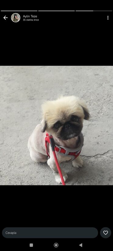 İtlər: Pekines, 3 il, Erkek, Ünvandan götürmə