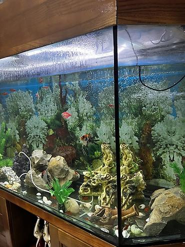 Böyük 450 l akvarium. Wkafi demiz aqacdandi wiwmir curumur indiki lalafo.az -da — 3 Böyük 450 l akvarium. Wkafi demiz aqacdandi wiwmir curumur indiki — 3