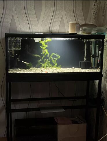 akvaryum dirnaq: Akvarium-şkaf Akvarium, Boş, 120 l, Ödənişli çatdırılma