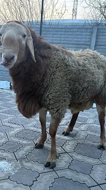 Баран, овца: Продаю | Баран (самец) | Арашан | Для разведения | Племенные — 10
