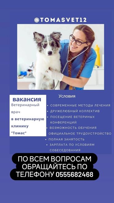 работа с личной авто: Ищем ветеринарного врача на постоянную работу оплата по итогам