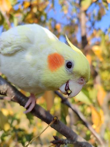 Tutuquşları: Erkək Karella satılır adı Ori di 7 aylıq quşdu ələ çiyinə başa rahat — 8