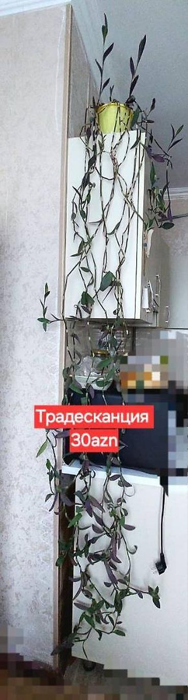 Otaq bitkiləri: 🌿 Традесканция (сеткреазия). Очень длинные, густые лианы — идеально — 2