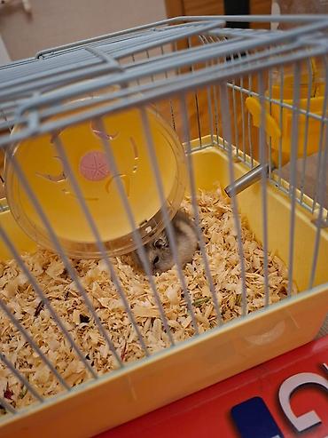 mal satisi: Hamster qəfəsi – kompakt və tam dəst - Rəng: sarı altlıq, boz metal — 1