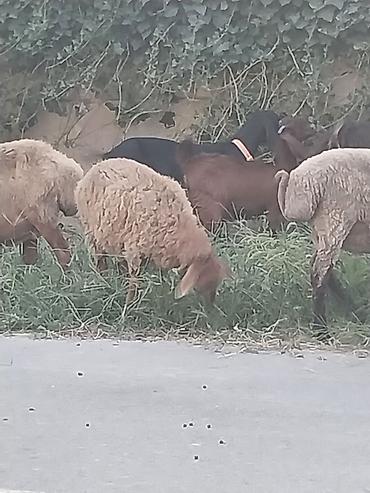 quzu qiyməti: 1 erkək, 1 dişi 3 aylıq quzular var. Dişinin çəkisi 21kq, erkəyin — 4