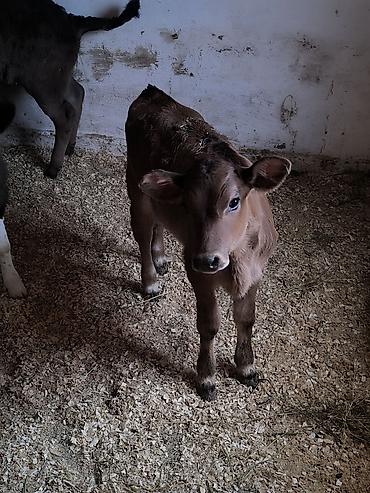 Коровы, быки: Продаю | Музоо, торпок | Для молока | Привязанные — 8