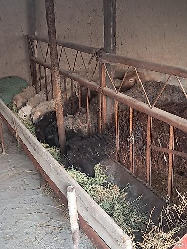 Баран, овца: Продаю | Овца (самка) | Для разведения | Матка — 10