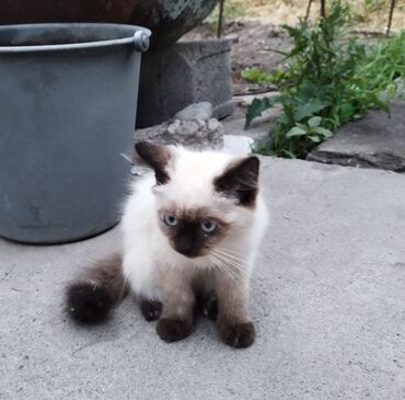куплю сиамского котенка: Милые котята с голубыми глазами и шерстью окраса сил-пойнт. У них