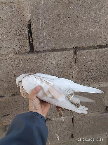 Птицы: Голубь декоративный, окрас светло-серый с кофейно‑рыжими пятнами на — 7