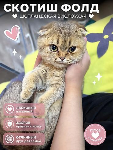 котенок рэгдолл купить: Порода: шотландская вислоухая (скоттиш-фолд) Описание: - Ласковый и — 1