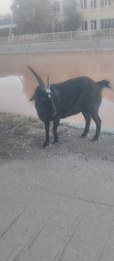 продаю дойных коров: Продаю | Коза (самка) | Зааненская | Для молока, Для разведения