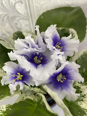 Фиалки и глоксинии: Фиалочки!!! Продам: 1. Укорененные черенки стандартных сортовых — 19