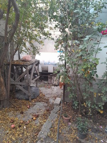 Çöl bitkiləri: Zabrat 2 stansiyasına yaxındir. sənəd kupça avtobus dayanacağına — 4