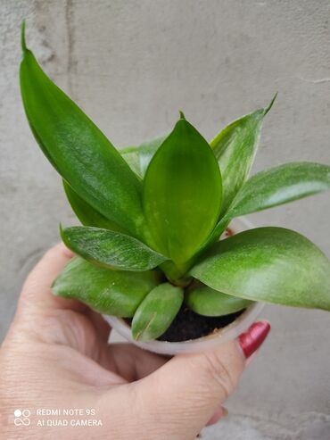 Другой декор и предметы интерьера: Распродажа Денежное дерево, толстянка, Поливать 1-2 раза в неделю — 21