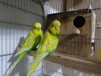 Tutuquşları: Çexlər hazır sağlam aktiv quşlardı hər iki cüt bala verib Bir cütü 80 — 1