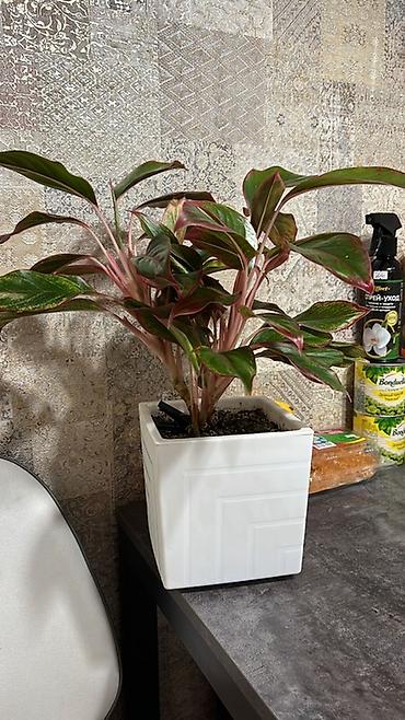 Диффенбахии: Комнатные растения в декоративных горшках - Диффенбахия крупнолистная — 2