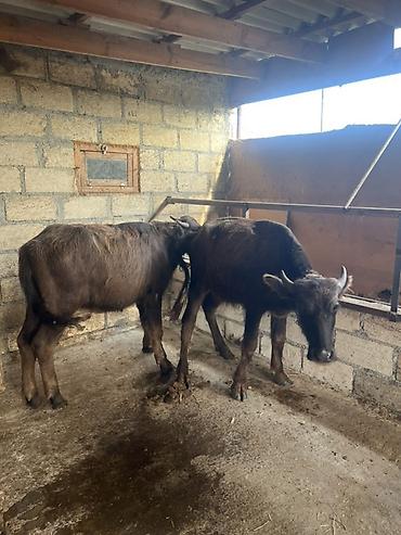 доильный аппарат для коров купить: 2 baş gənc camış (manda) balası - Növ: Camış (manda), qara rəngli - — 1