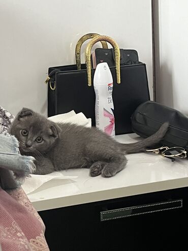 şotlant pişiy: Dişi, Yaxşı əllərə, Ünvandan götürmə