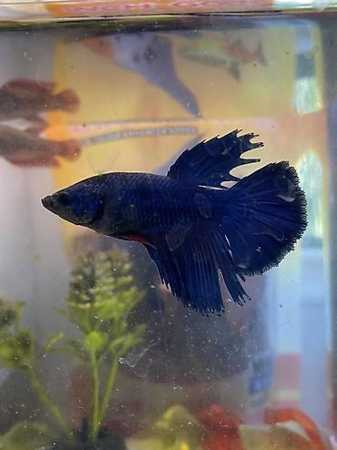 Боец (Betta splendens), самец, окрас «синий металлик». - Яркий