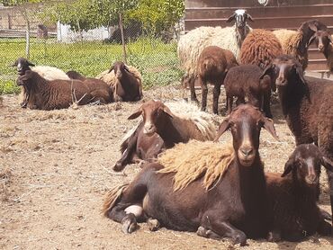 heyvanlarin satisi: Dişi, Qala, il: >10, 30 kq, Damazlıq, Pulsuz çatdırılma