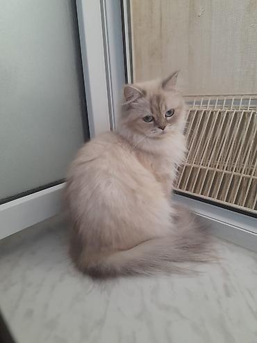 bakida it barinagi: Şinşilla, Dişi, Yaxşı əllərə, Ödənişli çatdırılma — 2