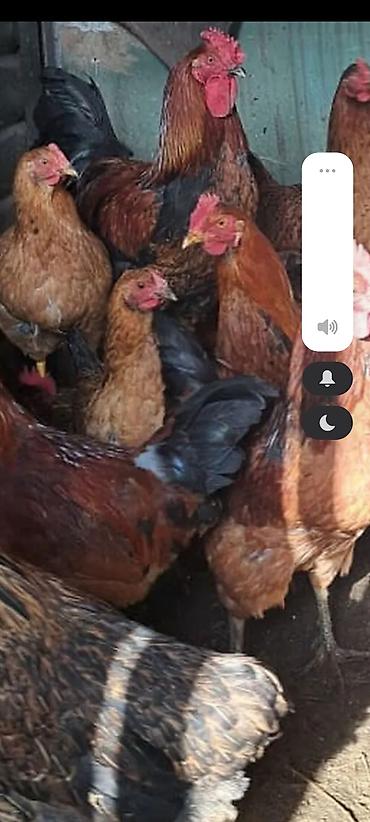 цыплята бройлеры: Продаю | Куры, Петух | Домашняя | Для разведения — 1