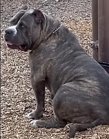 pitbul gence: Salam Pitbull big monster balalar 35 günlükdür qurd dermanlari verilib — 8