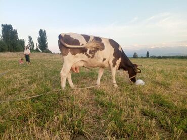 витамины для коров: Продаю | Корова (самка) | Голштин | Для разведения, Для молока | Не стельные