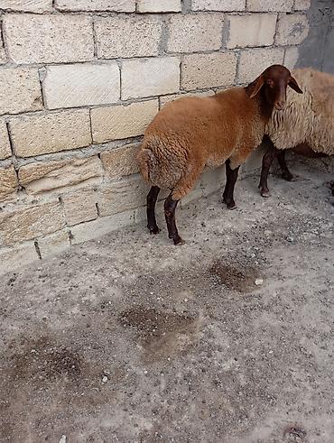 7 aylıq erkey toğlu