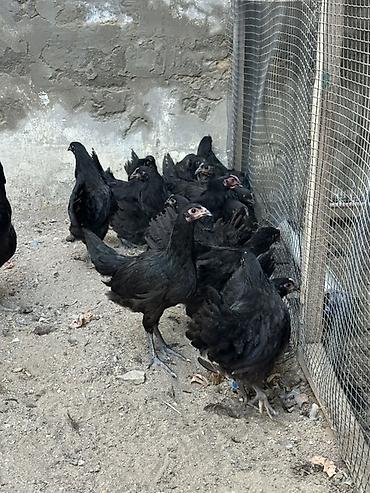 meşə toyuğu: Toyuq, Damazlıq — 4