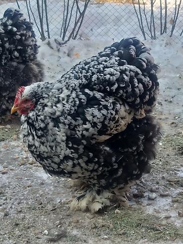 Куры, петухи: Продаю | Куры | Брама | Для разведения at lalafo.kg — 5 Куры, петухи: Продаю | Куры | Брама | Для разведения — 5