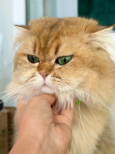 pișik: Qızıl şinşilla, Erkək, Cütləşmə üçün — 5