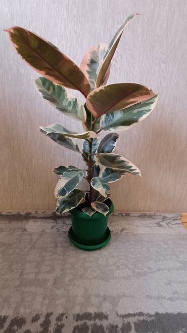 Фикусы: Фикус эластика. Триколор. - Высота растения: примерно 60–70 см от — 8