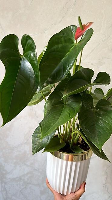 пальмовое: Комнатные растения в декоративных кашпо 1) Саговник (Cycas revoluta) — 10