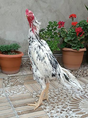 qus: Saf qan orginal OShamo qiymət sondur — 1