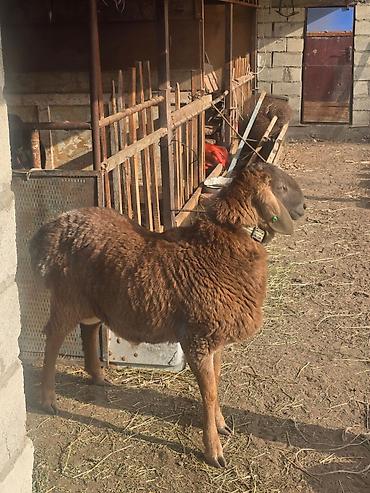 Баран, овца: Продаю | Баран (самец) | Для разведения | Осеменитель — 2