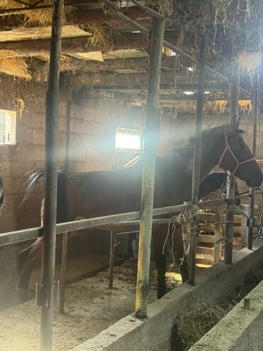 цена хаски щенок: Сатам | Бээ (ургаачы) | Жумушка