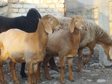 Бараны, овцы: Продаю | Овца (самка) | Арашан | Для разведения | Племенные — 5