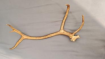 goz muncuq: Təbii maral buynuzu (tək tərəf) - Material: 100% orijinal, təbii — 2