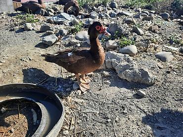 xas: Muscovy ördəkləri (indoutka) – qəhvəyi rəngdə sürü - Cins — 1