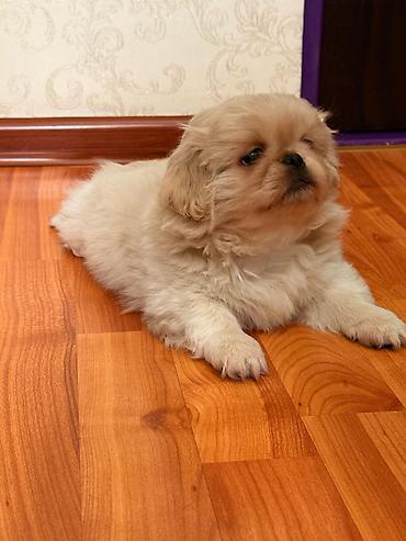 golden retriver it: Pekines, 2 ay, Erkək, Ünvandan götürmə — 5