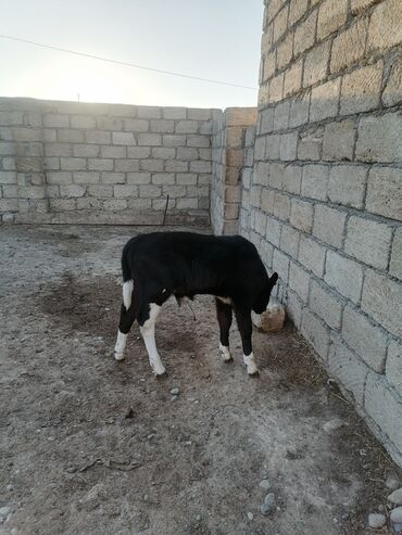 holstein inekleri: Cins erkək buzovdur. Tam sağlamdır. Ət yığan cinsdit.Holişteyn deyil