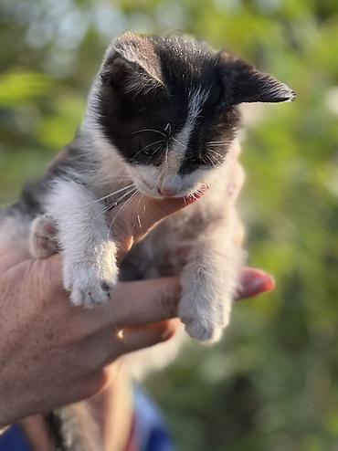 котенок отдам даром: Мальчик. Отдам даром. Котёнок черно-белого окраса Около 3-4 месяцев — 2