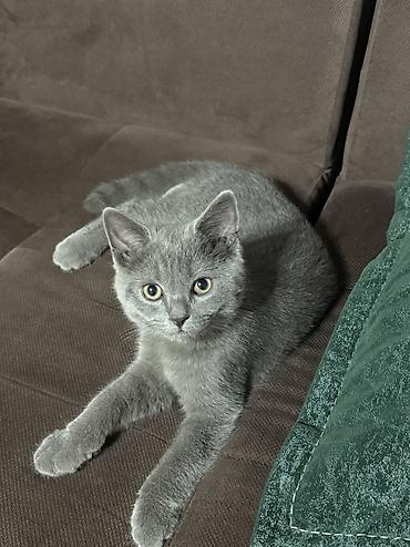кошки британцы цена: Британская короткошёрстная, 3 месяца, Мальчик, Голубой, Приучена к лотку — 4