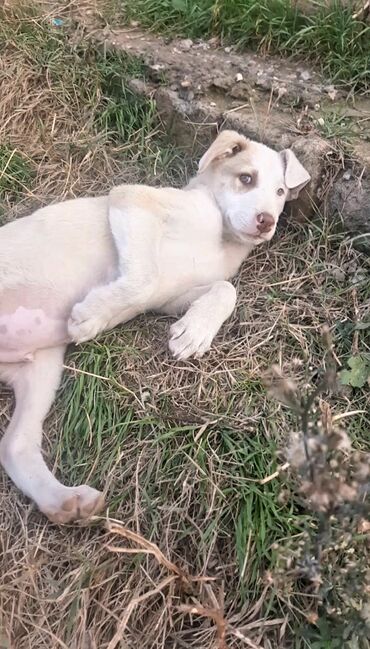 İtlər: 3 ay, Erkek, Pulsuz çatdırılma — 8