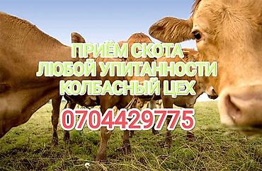 с мыкан: Колбасный цех : Коровы, быки, Лошади, кони, | Любое состояние, Забитый, Круглосуточно — 1