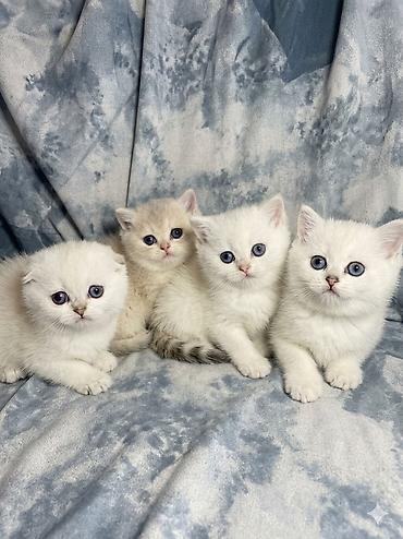 Кошки: Готовится к продаже шотландские котята, окрасы: светлый — 2