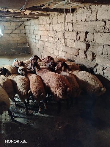Qoyunlar, qoçlar: 27 baş qoyun satılır. - Say: 27 baş - Növ: yerli qarışıq ətlik/südlük — 8