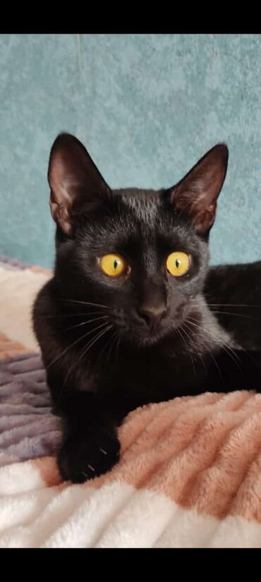 Pişiklər: Erkək, Yaxşı əllərə — 2